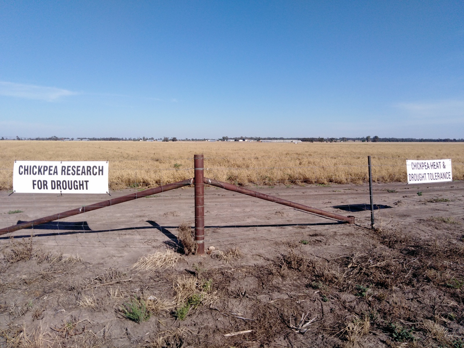 Chickpea drought research Narrabri