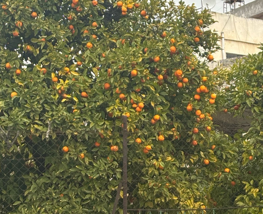 Bitter Orange tree