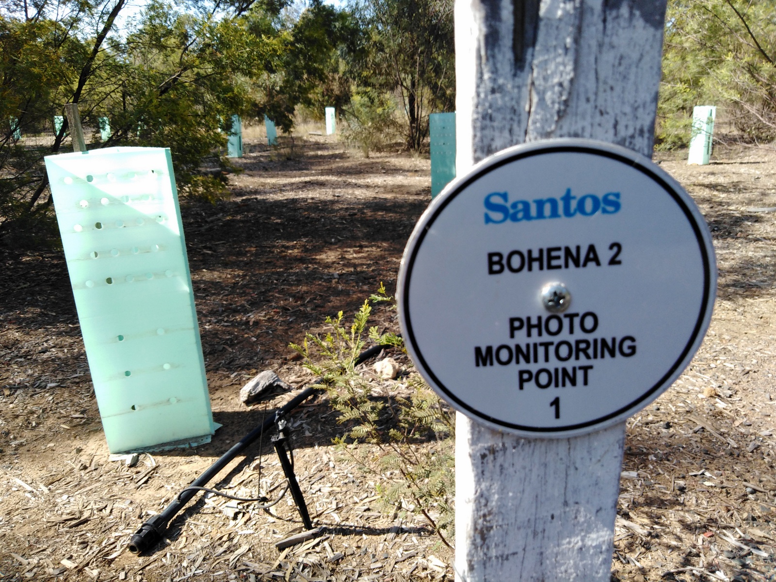 Santos rehabilitation area, Pilliga Forest
