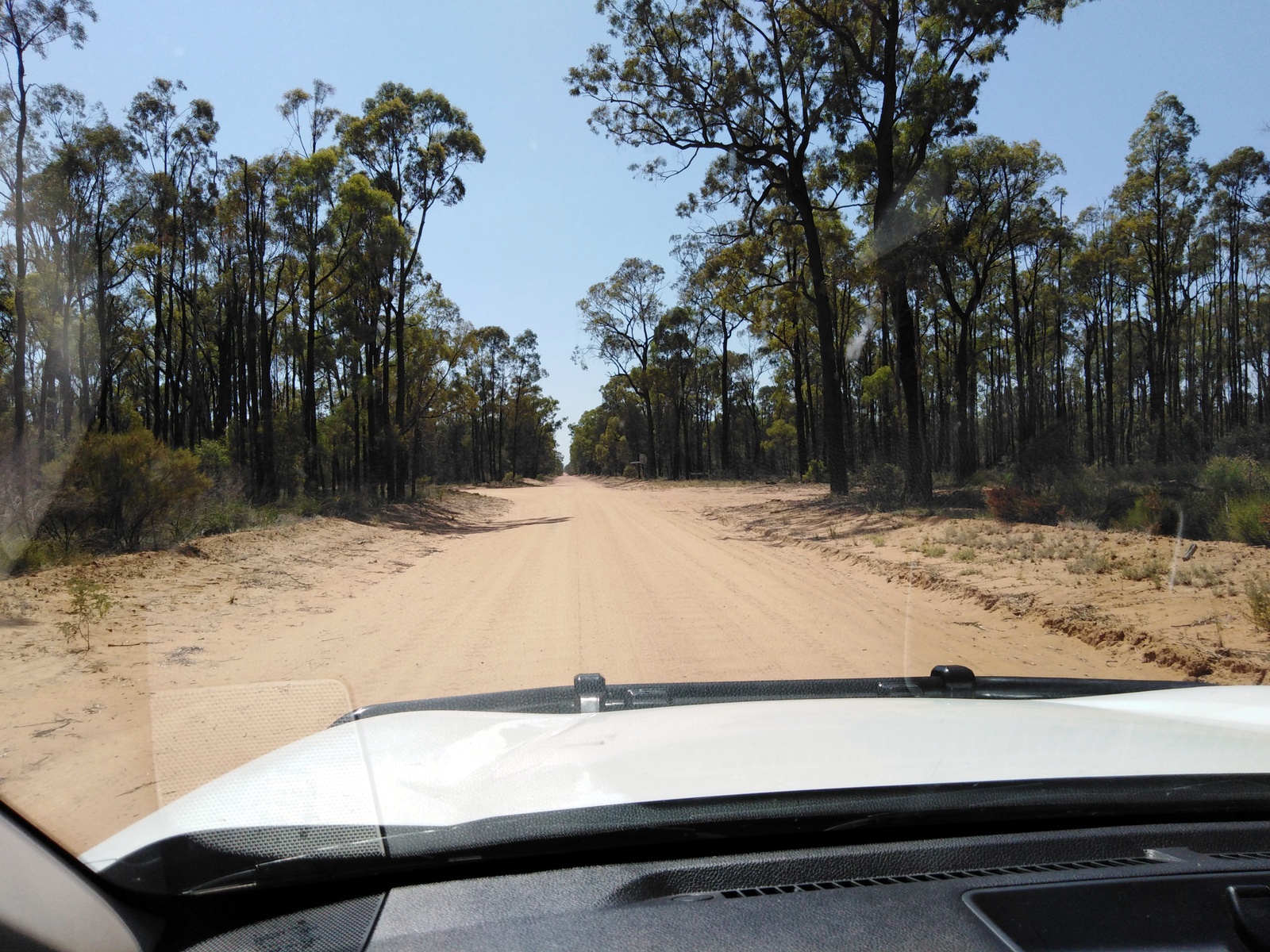 Pilliga Forest