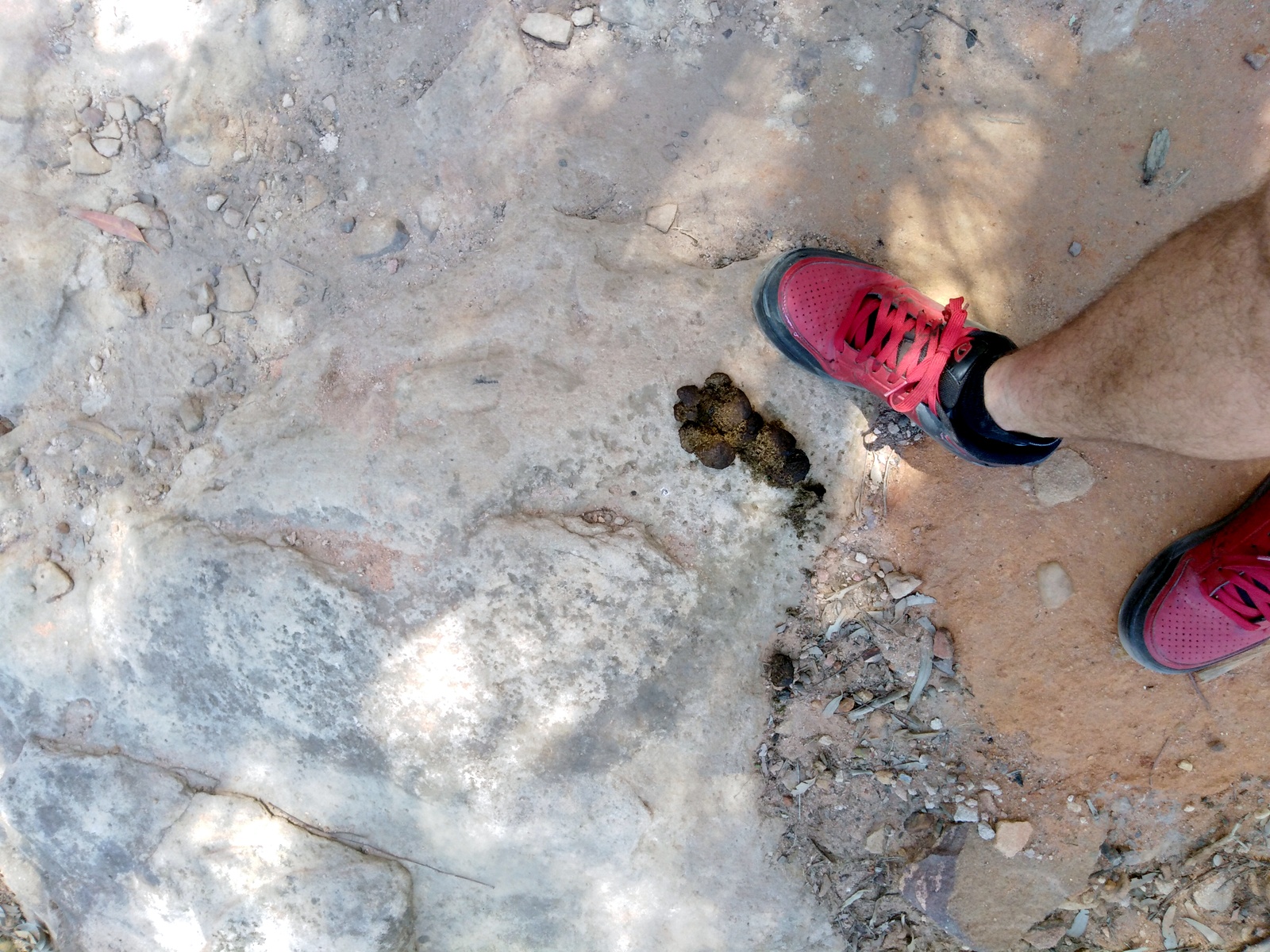 Wombat poo at Sandstone Caves in Pilliga Forest