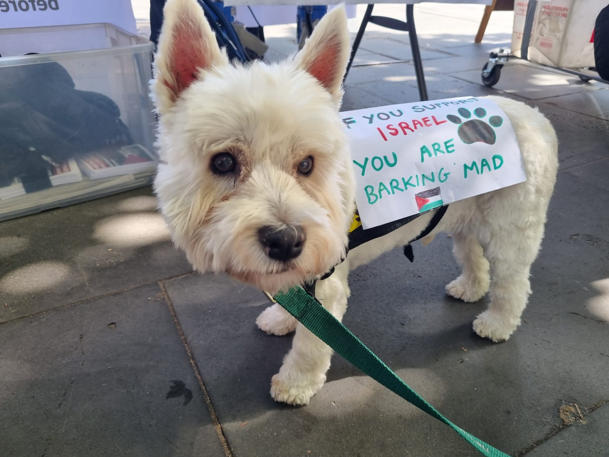 You'd have to be 'barking mad' to support Israel, Naarm/Melbourne