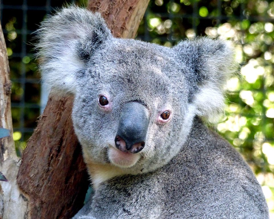 Decades of Campaigns Behind Great Koala National Park, NSW Logging ...