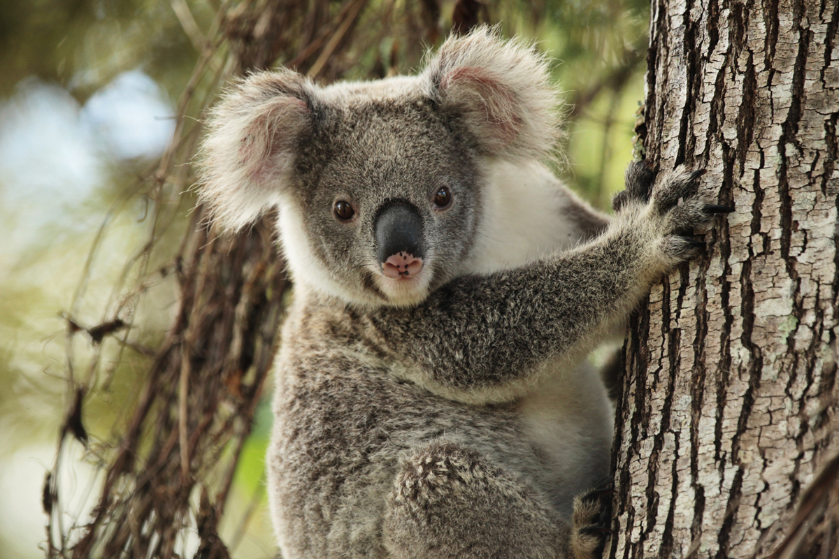 Коала кратко. Коала в Австралии. Коала сумчатое. Австралия сумчатые коала. 4 Коалы.