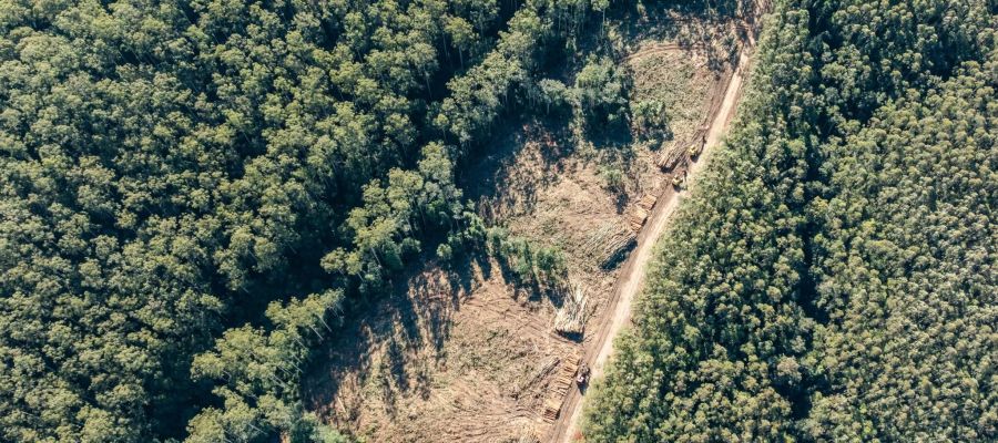 friends of pine creek forest image