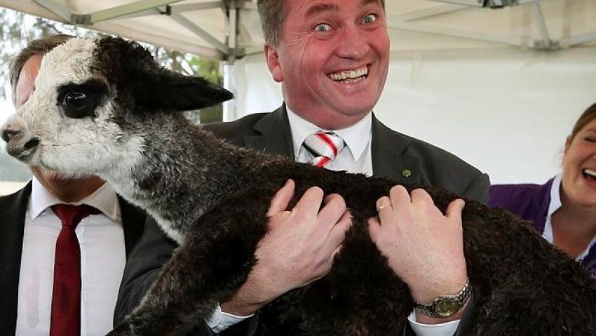 Barnaby Joyce and alpaca.