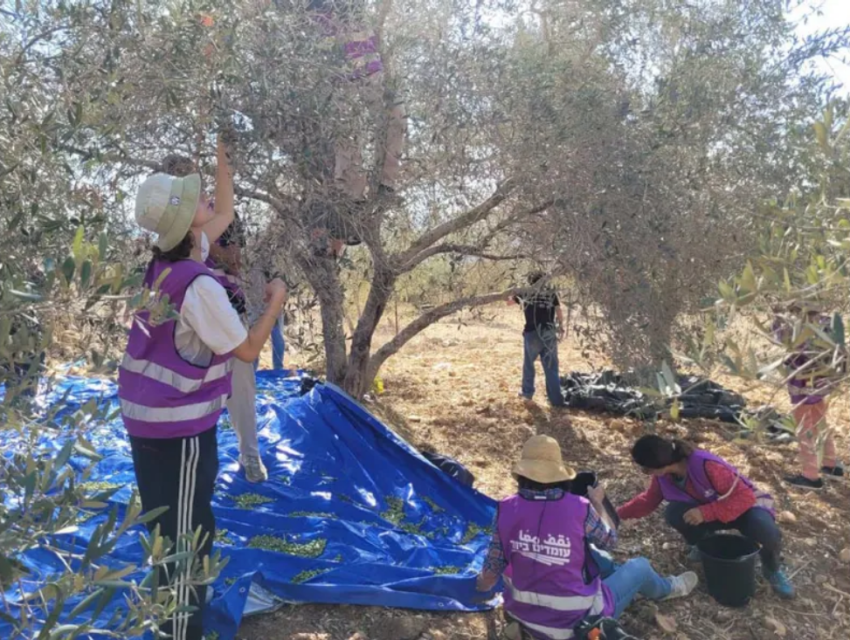 People standing under an olive tree in occupied Palestine