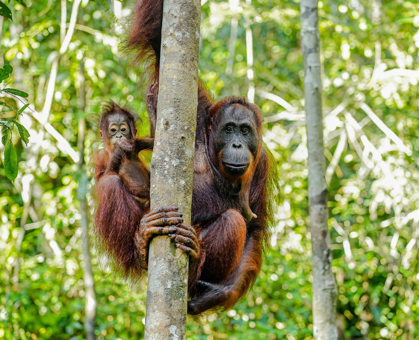 Orangutans in a forest