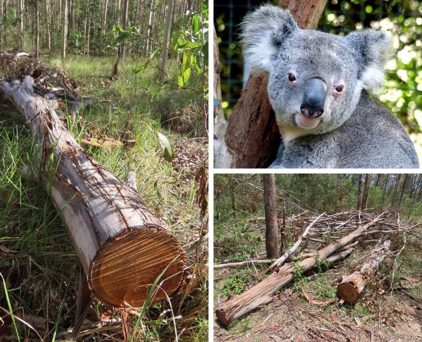 Logging in Braemar State Forest