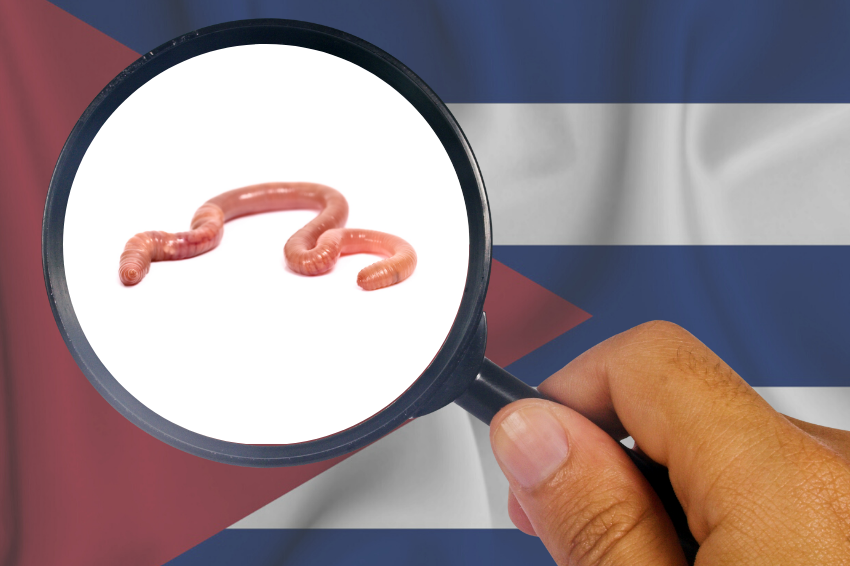 Picture of a worm as seen through a magnifying glass overlaid above a background image of the Cuban flag