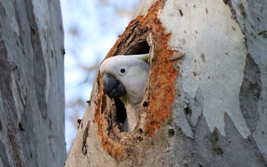 Cockatoo in a tree