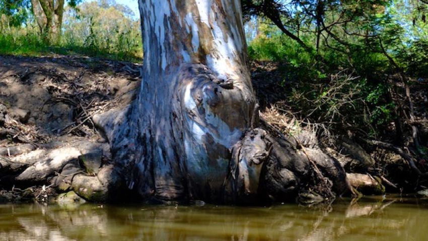 scar trees along the banks of the Sale Navigational Canal are under threat from erosion