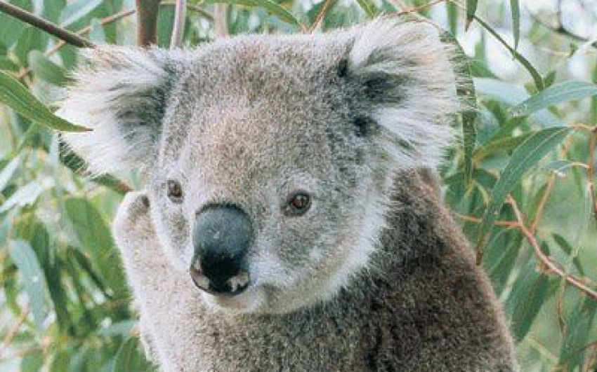 Cropped photo of koala by Phillip Wright, Australian Koala Foundation No. 0028