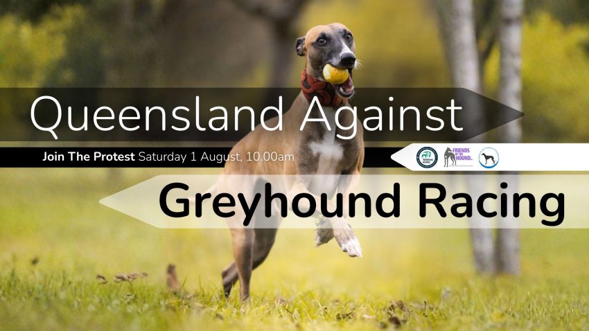 Artwork and graphic for event Queensland Against Greyhound Racing, 10am 01/08/2026 Parliament House, 2A George St, Brisbane City QLD 4000