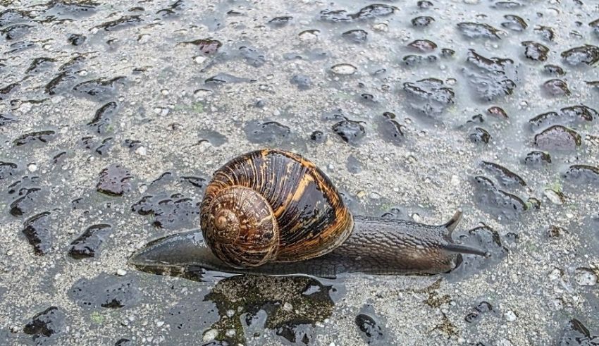 A snail slithering along a path or road