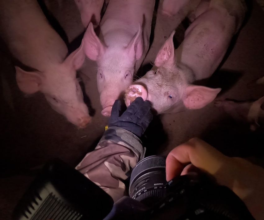 pigs Farm Transparency Project 