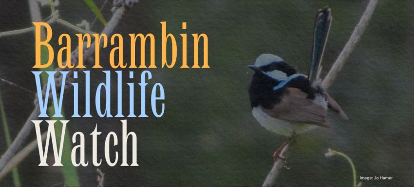 Artwork and graphic for event Barrambin Wildlife Watch, 9am 23//05/2026 Victoria Park / Barrambin Function Venue BBQs, 309 Herston Rd, Herston QLD 4006