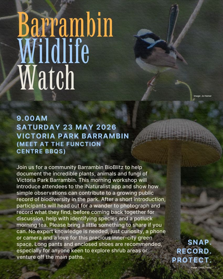 Artwork and poster for event Barrambin Wildlife Watch, 9am 23//05/2026 Victoria Park / Barrambin Function Venue BBQs, 309 Herston Rd, Herston QLD 4006