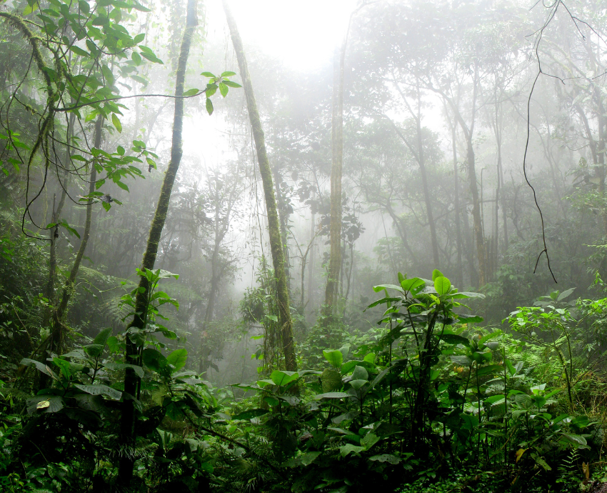 Rainforest