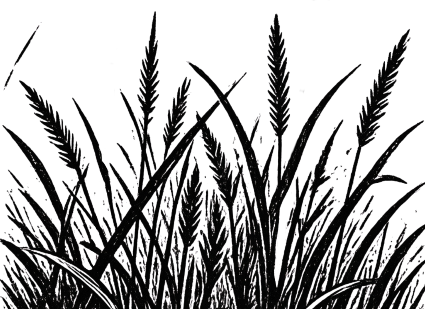 Drawing of grass