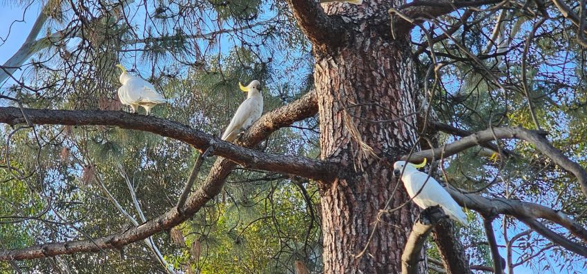 Cockatoos in Tarntanya
