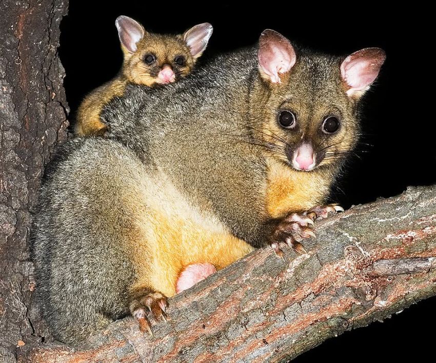 Cropped photo of possums