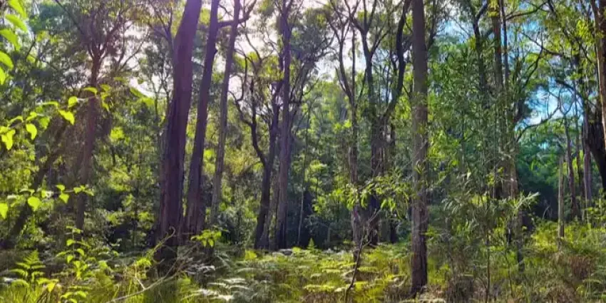 A photograph of Link Road Forest