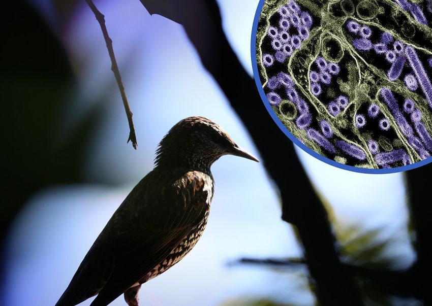 Bird Flu wikimedia