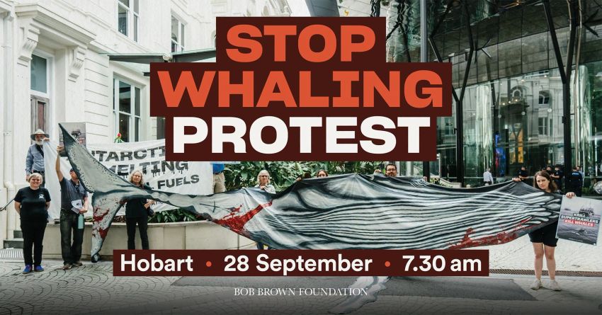 Artwork and image for event "Stop Whaling Protest" 7:30am 28/09/2026 1 Davey St, Nipaluna Lutrutwita 7000