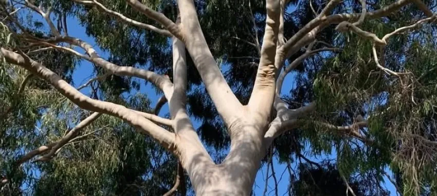Photograph of tree canopy from below