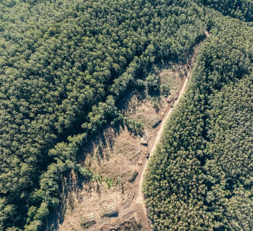 friends of pine creek forest image
