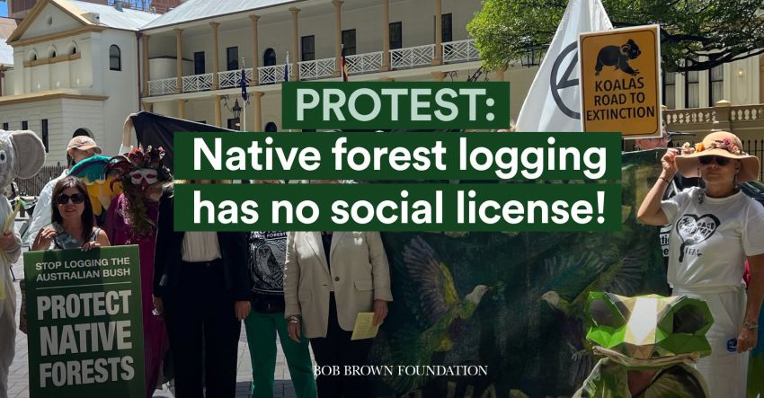 Artwork and image for event "Protest: Native forest logging has no social license!"