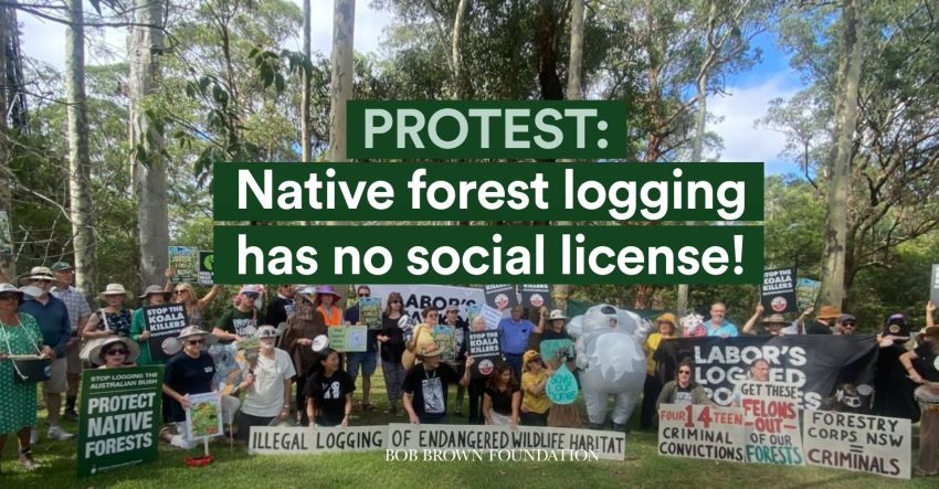 Artwork and image for event "Protest: Native forest logging has no social license!"