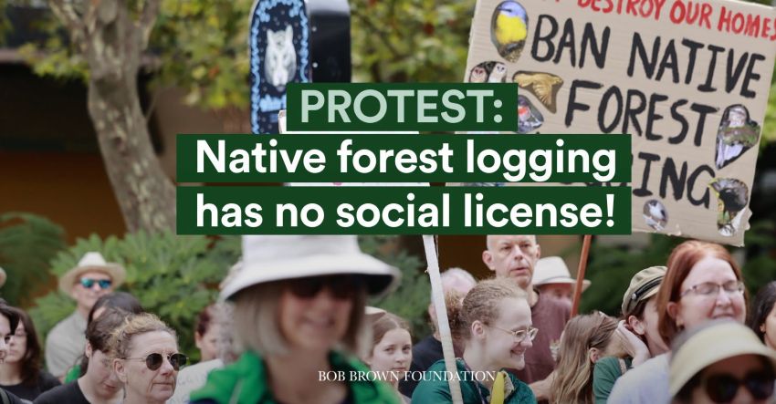 Artwork and image for events "Protest: Logging has no social license!" across Australia