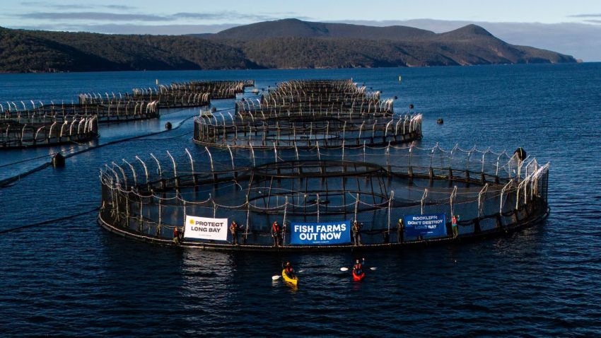 Artwork and image for event " Free film screening and Q&A – Gutted: the fight against Tasmania's fish farms – Eaglehawk Neck" 6pm-7:30pm 02/10/2026 Eaglehawk Neck Community Hall, Arthur Hwy, Eaglehawk Neck Lutruwita 7179