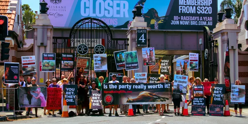 Photo of protest outside Brisbane Race Club with supporters from the Coaltion for the Protection of Racehorses