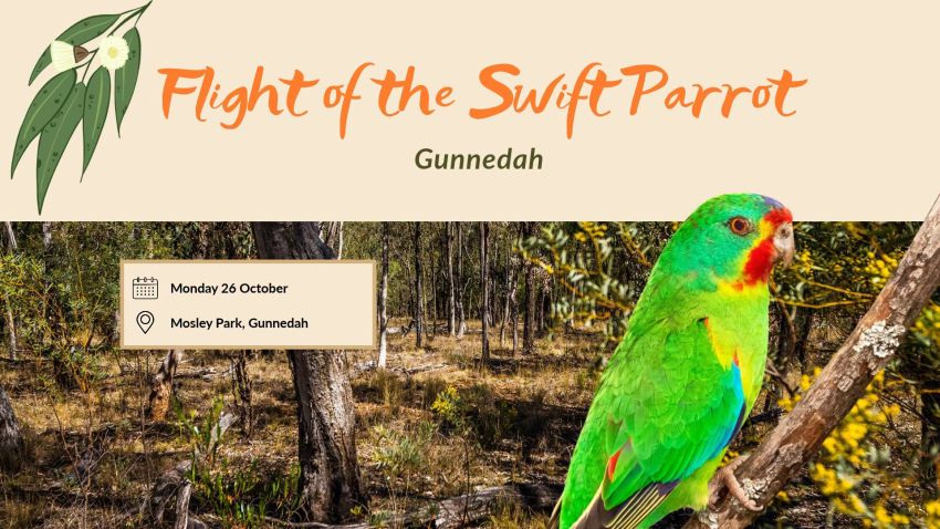 Artwork and image for event "Flight of the Swift Parrot"