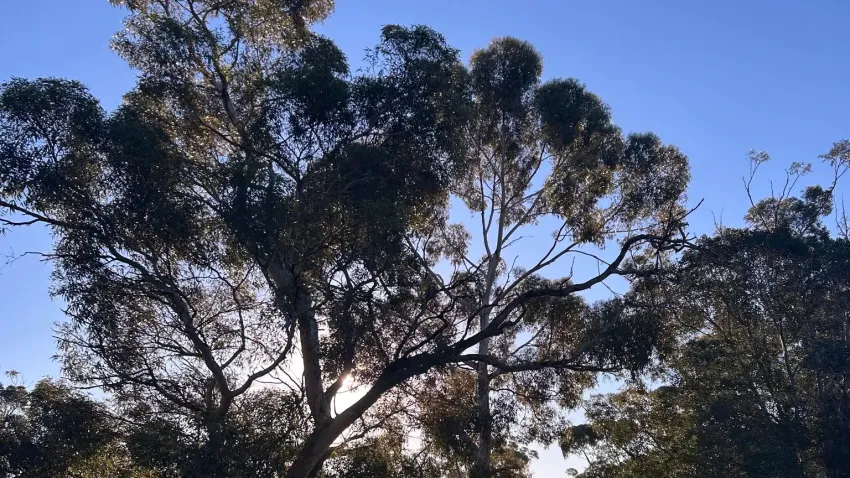 A cropped from of some Adelaide Parklands trees