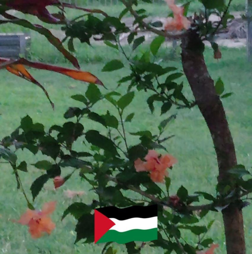 Bowen residents for Palestine