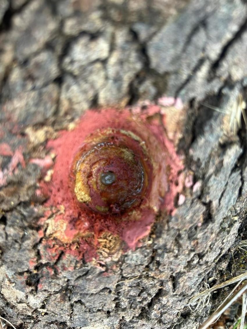 Wurrung Birthing Tree vandalised. Photo: Lidia Thorpe