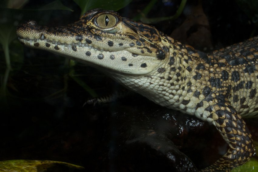 Baby Cuban crocodile