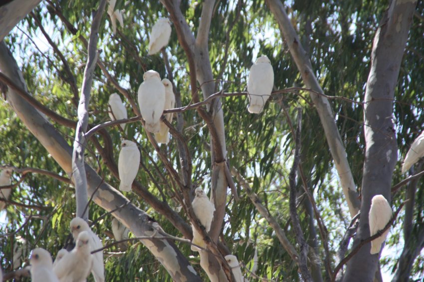 Cockatoos at the Nyoongar Tent Embassy