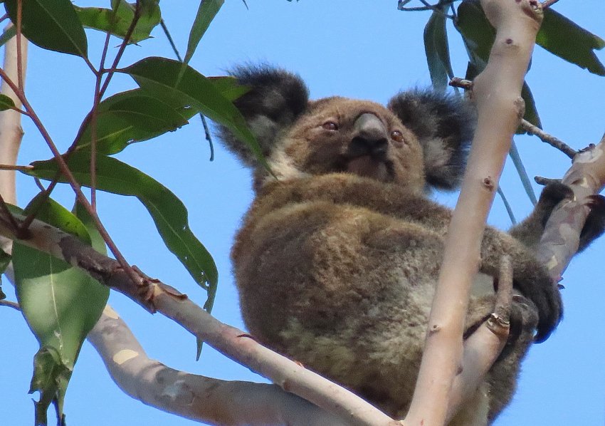 Koalas are threatened by habitat destruction