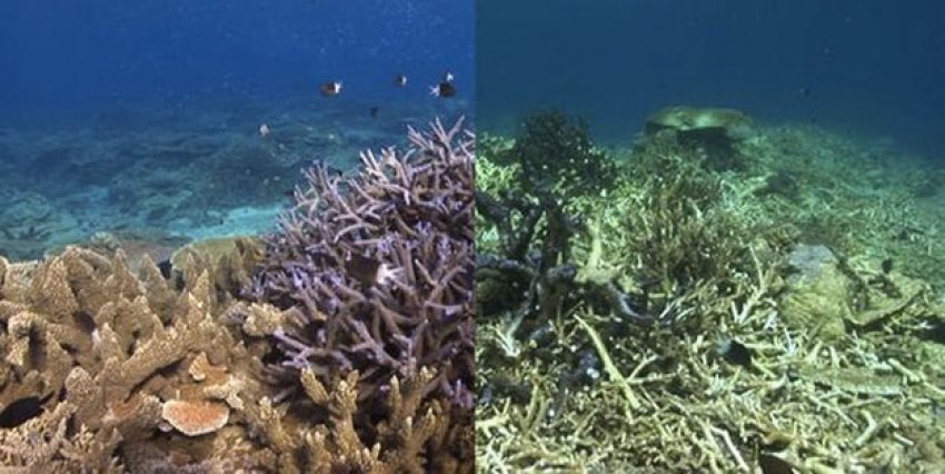 Coral bleaching before and after montage