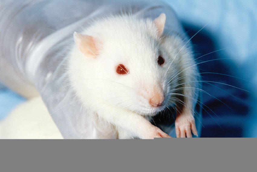 Animal testing saves profits, not lives | Green Left