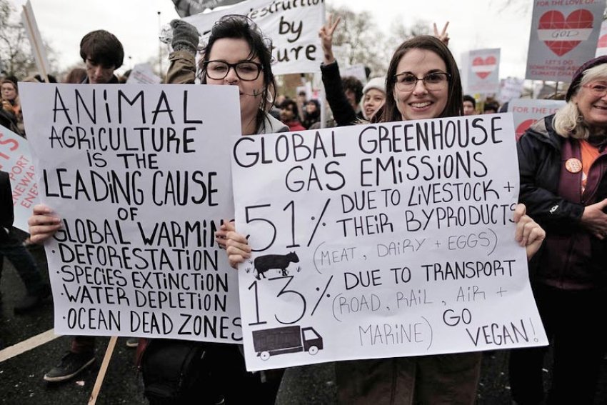 Animal rights groups' attempt to hijack climate movement rejected | Green  Left
