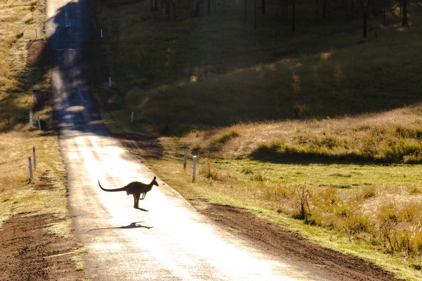 Australian landscape with kangaroo