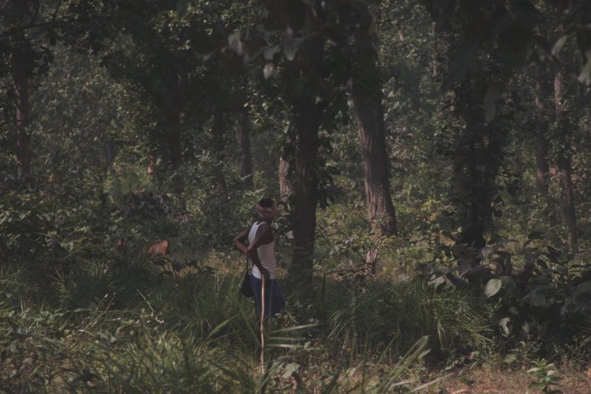 Hasdeo Arand forest. Photo: Chitrangada Choudhury