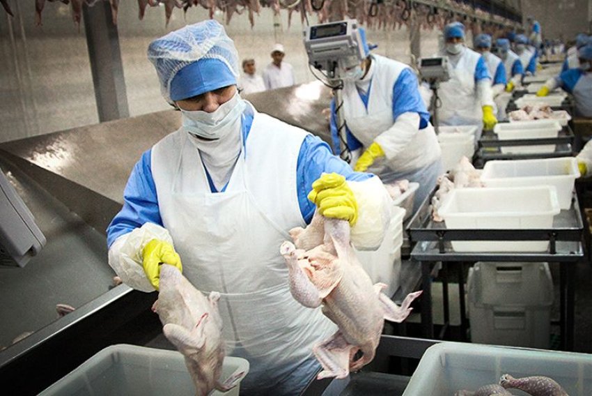 Poultry workers--especially vulnerable to COVID-19 (Credit: Sasha Mordovets | Getty Images)