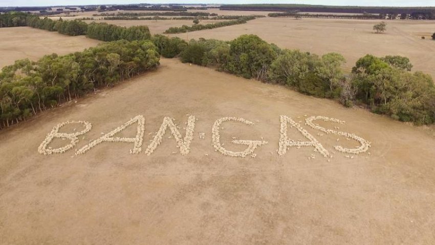Sheep spelling out 'BAN GAS'